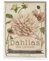 Stupell Pink Lemonade Dahlias Vintage Floral Seed Packet By Studio W Wall Art