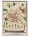 Stupell Pink Lemonade Dahlias Vintage Floral Seed Packet By Studio W Wall Art