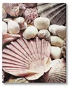 Stupell Stacked Coastal Seashells Canvas Wall Art By Ashley Aldridge