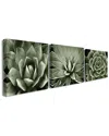 Stupell Home Decor Collection Black And White Contrast Succulent Bloom Trio 3pc Stretched Canvas Art Set