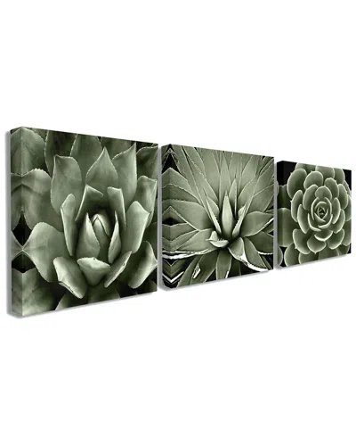 Stupell Home Decor Collection Black And White Contrast Succulent Bloom Trio 3pc Stretched Canvas Art Set