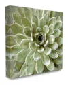 Stupell Home Decor Collection Green Painted Botanical Succulent Bloom