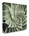 Stupell Home Decor Collection Green Spiked Swirling Succulent Bloom Botanical Photography Pattern