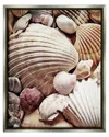 Stupell Various Nautical Clam Conch Shells Framed Floater Canvas Wall Art By Ashley Aldridge