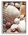 Stupell Various Nautical Clam Conch Shells Framed Giclee Wall Art By Ashley Aldridge