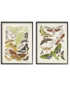 Stupell Vintage Moths Latin Studies By World Art Group Wall Art