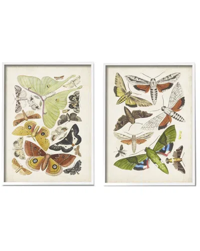STUPELL VINTAGE MOTHS LATIN STUDIES BY WORLD ART GROUP WALL ART