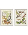 Stupell Vintage Moths Latin Studies By World Art Group Wall Art