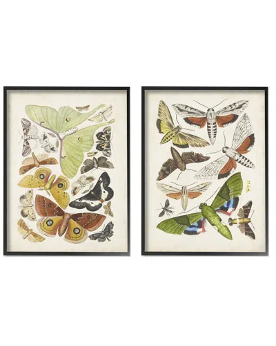 STUPELL VINTAGE MOTHS LATIN STUDIES BY WORLD ART GROUP WALL ART