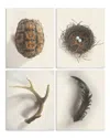 Stupell Woodland Found Objects By Daphne Polselli