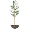 Sunnydaze Artificial Olive Tree Tall Faux Silk Plant With Round Planter - 7 Ft