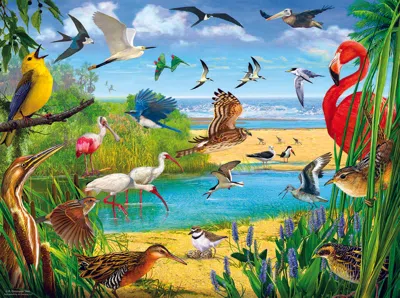 Sunsout Florida Birds 1000 Piece Jigsaw Puzzle For Adults In Multi