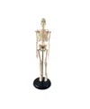 Supertek Human Skeleton Model With Key, 10.5" In White
