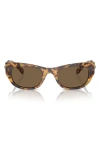 Swarovski 53mm Pillow Sunglasses In Havana Transparent