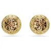 Swarovski Una Angelic Stud Earrings In Brown