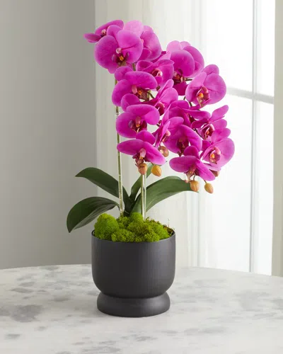 T & C Floral Company Double Orchids In Matte Pot In Fuschia