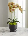 T & C Floral Company Double Orchids In Matte Pot In Green