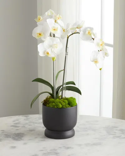 T & C Floral Company Double Orchids In Matte Pot In White