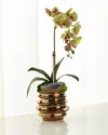 T & C Floral Company Green Orchid With Amethyst In Contemporary Pot