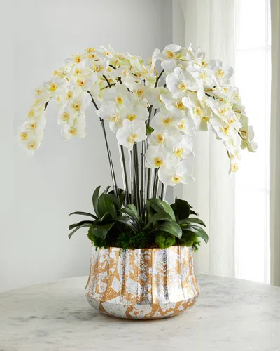 T & C Floral Company Silver Leaf Orchid Arrangement In White
