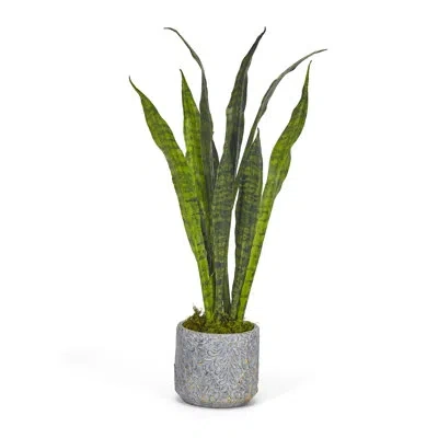 T & C Floral Company Snake Plant In Pot In Green