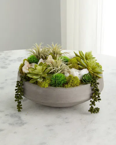 T & C Floral Company Succulents In Concrete Bowl In Animal Print