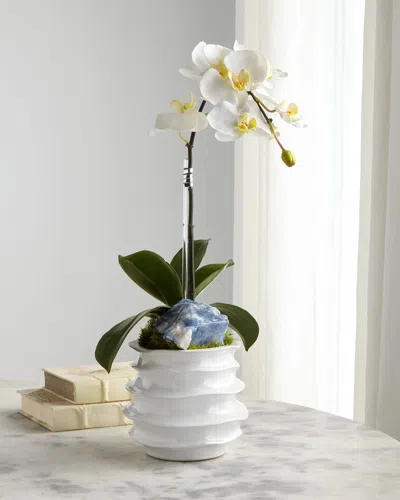 T & C Floral Company White Orchid In Contemporary Pot In White/blue