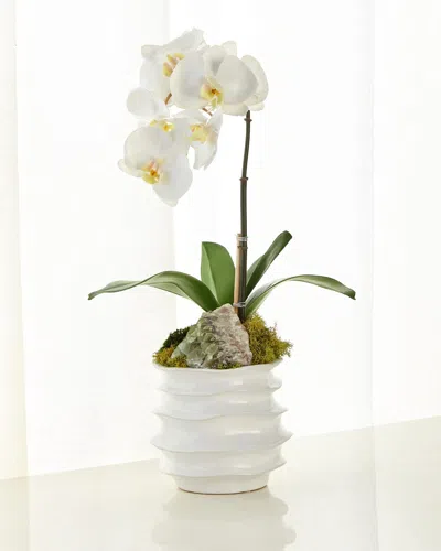 T & C Floral Company White Orchid In Contemporary Pot In White/green