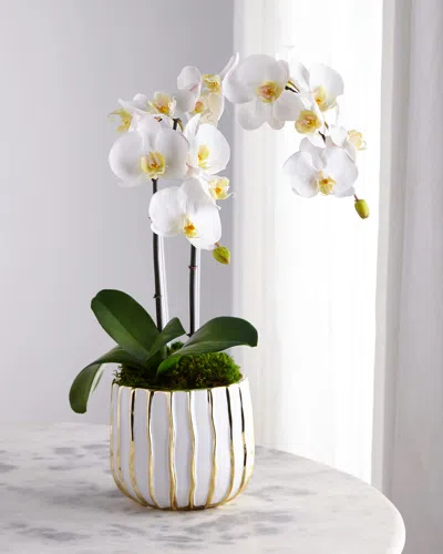 T & C Floral Company White Orchid In White/gold Pot