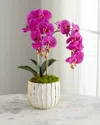 T & C Floral Company White Orchid In White/gold Pot In Fuschia