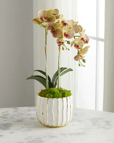 T & C Floral Company White Orchid In White/gold Pot In Green