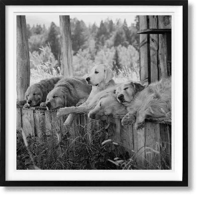 Taschen Bruce Weber. The Golden Retriever Photographic Society. Art Edition No. 1–100 ‘little Bear Ranch, Mo In Brown