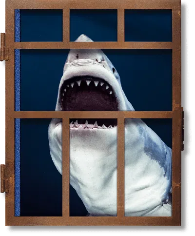 Taschen Michael Muller. Sharks In Burgundy