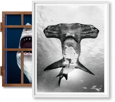 Taschen Michael Muller. Sharks, Art Edition No. 101–200 ‘under Study' In Gray