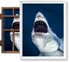 Taschen Michael Muller. Sharks, Art Edition No. 1–100 ‘tear You Apart'
