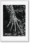 Taschen Sebastião Salgado. Genesis. Art Edition No. 301–400 ‘marine Iguana, Galápagos, Ecuador'