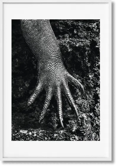 Taschen Sebastião Salgado. Genesis. Art Edition No. 301–400 ‘marine Iguana, Galápagos, Ecuador' In Blue