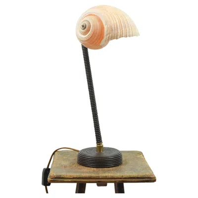 Pre-owned Tennant New York L'escargot Table Lamp In Coiled Brown Leather With Natural Sea Snail Shade