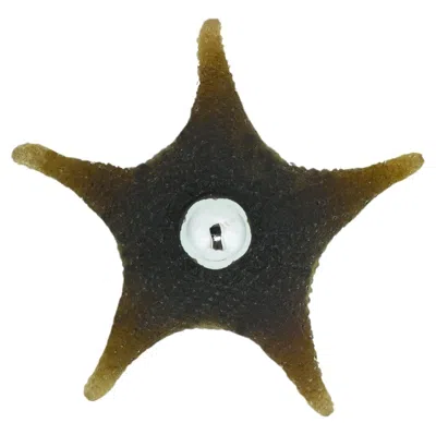 Pre-owned Tennant New York Modernist Cast-resin Starfish Wall Sconce In Khaki Brown By