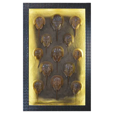 Pre-owned Tennant New York Monumental Led Shadowbox Art Diorama With Taxidermy Horseshoe Crabs, In Stock In Black