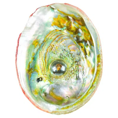 Pre-owned Tennant New York Xl Abalone Wall Sconce With Vintage Seashell Shade & Terracotta Base [hardwired] In Beige