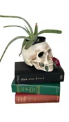 Tennessee & Co. Resin Skull With Rose Organizer/planter In White