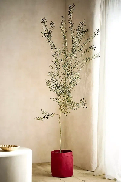 Terrain 5' Arbequiña Olive Tree, Waxed Canvas Cover In Animal Print