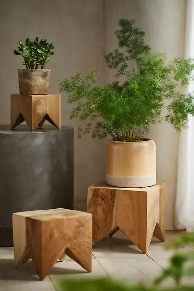 Terrain Acacia Block Plant Stand