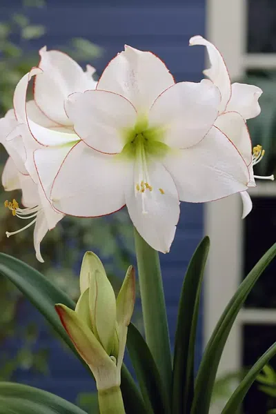 Terrain Amaryllis ‘picotee' Bulb In Multicolor