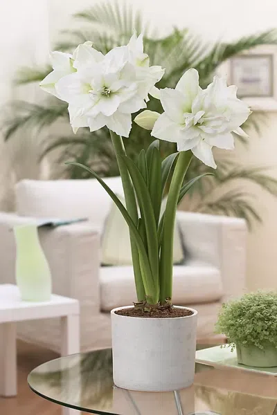 Terrain Amaryllis ‘white Nymph' Bulb In Multicolor