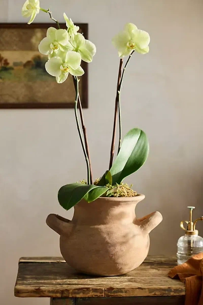 Terrain Amphora Jar Terracotta Planter