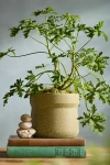 Terrain Angular Jar Ceramic Planter