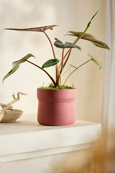 Terrain Angular Jar Ceramic Planter In Pink