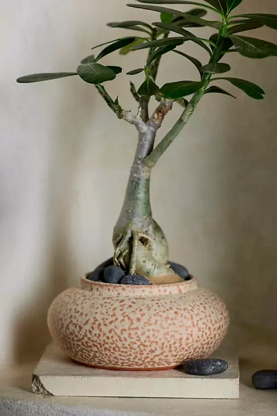 Terrain Anura Ceramic Low Jar Planter